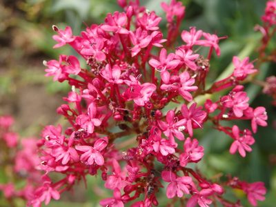 Valeriana rubra, photographed by Carminda Santos