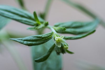 Lithospermum officinale, photographed by Tim Johnson