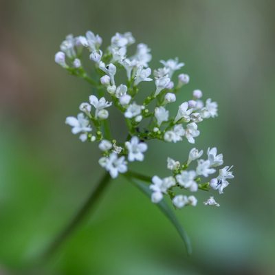 Valeriana montana, photographed by Tim Johnson