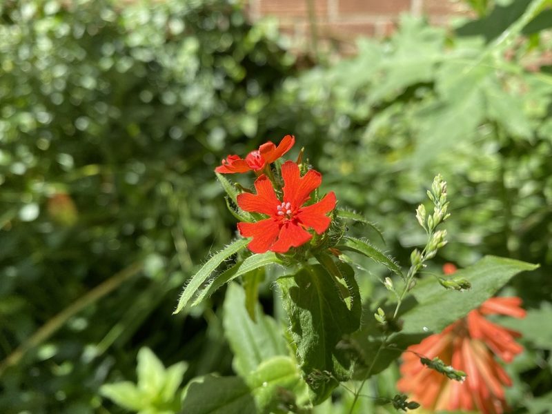 Silene chalcedonica, photographed by David Lazarus