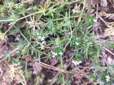 Sherardia arvensis, photographed by AnimalObserverDeniz321