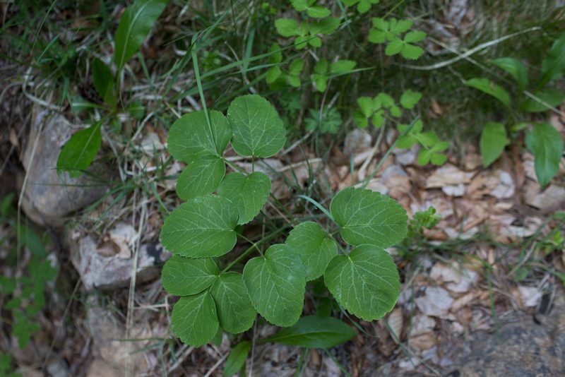 Laserpitium latifolium, photographed by Tim Johnson