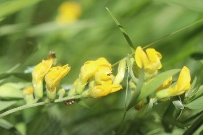 Lathyrus pratensis, photographed by Michel Langeveld