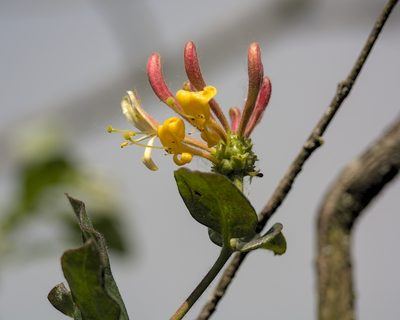 Lonicera periclymenum, photographed by Daniel Seth Jackson
