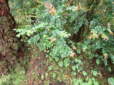 Vaccinium ovatum, photographed by Randal