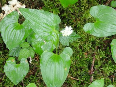 Maianthemum dilatatum, photographed by Randal