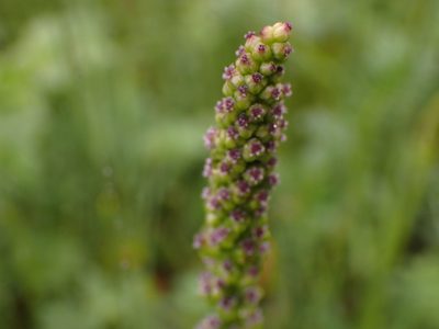 Triglochin maritima