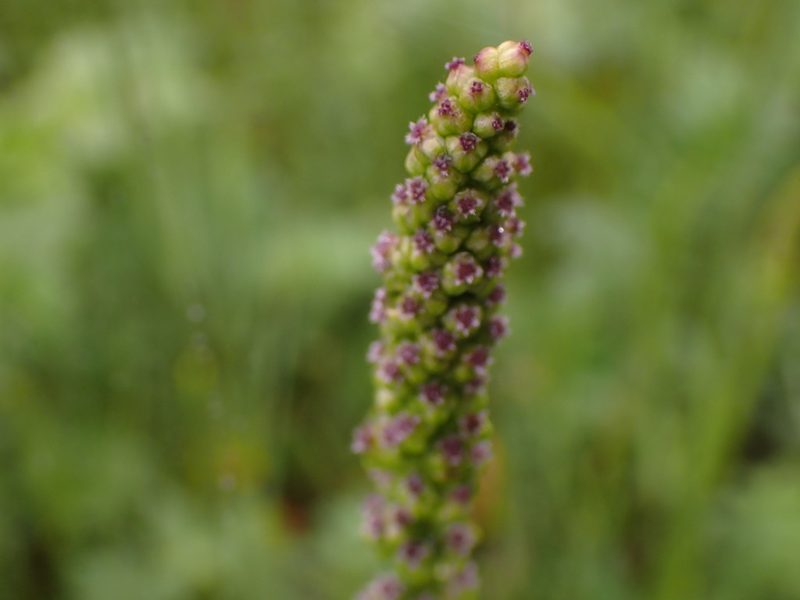 Triglochin maritima, photographed by Randal