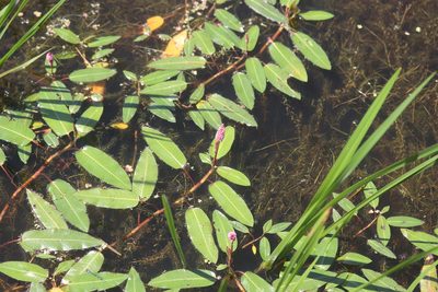 Persicaria amphibia, photographed by Michel Langeveld