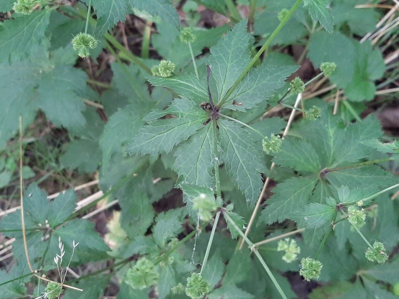 Sanicula odorata, photographed by florawhite