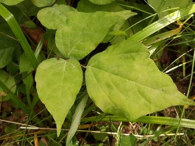 Hylodesmum glutinosum, photographed by florawhite