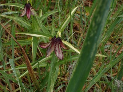 Fritillaria camschatcensis, photographed by Randal