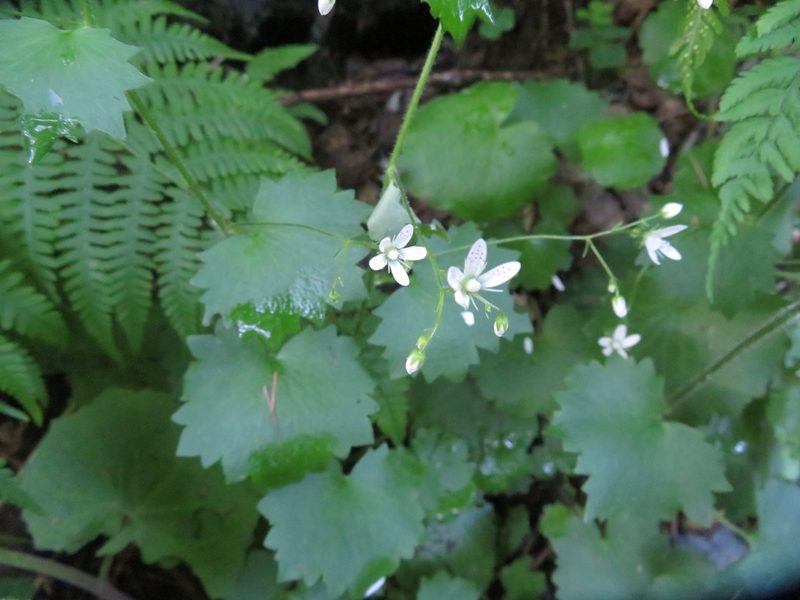 Saxifraga rotundifolia, photographed by Marco Mussita