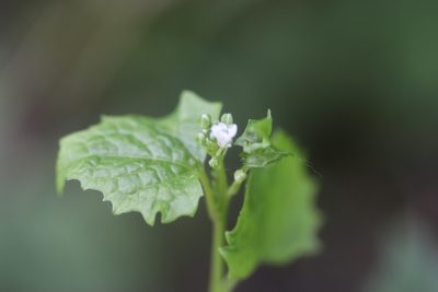 Alliaria petiolata, photographed by Michel Langeveld