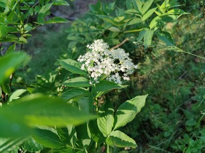 Sambucus nigra, photographed by Paul Braun