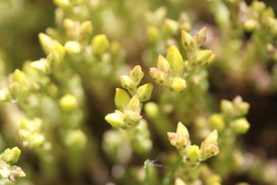 Sedum acre, photographed by Michel Langeveld