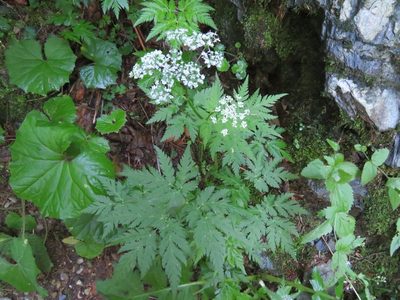Chaerophyllum hirsutum, photographed by Marco Mussita