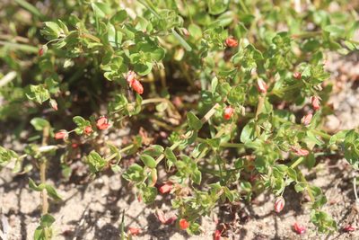 Lysimachia arvensis, photographed by Michel Langeveld