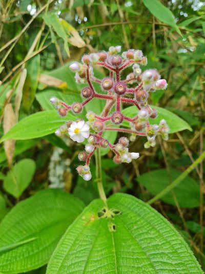 Miconia conospeciosa, photographed by Anthony Batista