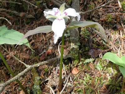 Trillium undulatum