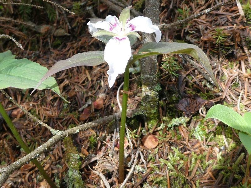 Trillium undulatum, photographed by Bruce Cook