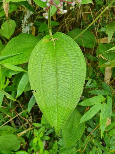 Miconia conospeciosa, photographed by Anthony Batista