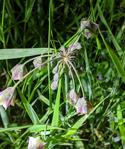 Allium siculum, photographed by Benjamin Burgunder