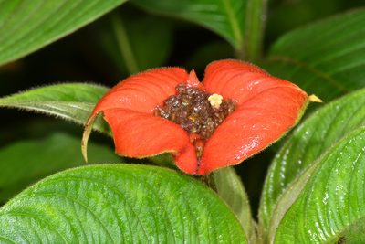 Palicourea tomentosa, photographed by Tom Kennedy