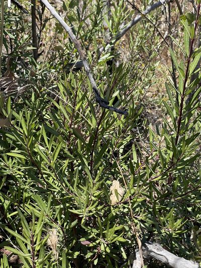 Ornithostaphylos oppositifolia, photographed by Sula Vanderplank