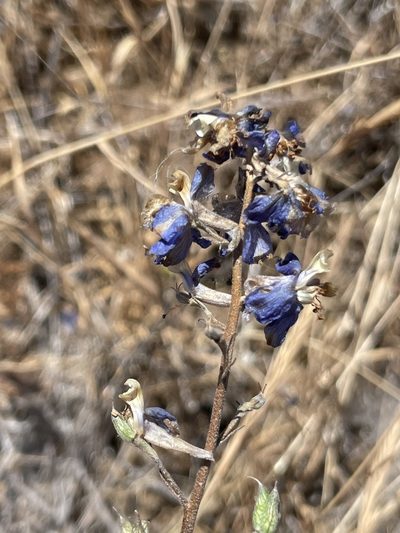 Delphinium parishii, photographed by Sula Vanderplank