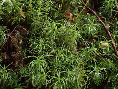 Polytrichastrum alpinum, photographed by Randal
