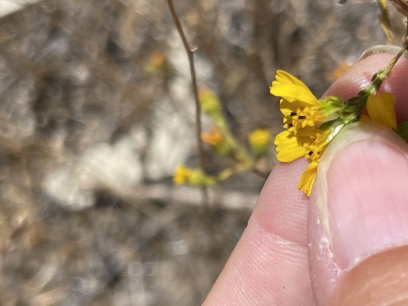 Deinandra conjugens, photographed by Sula Vanderplank