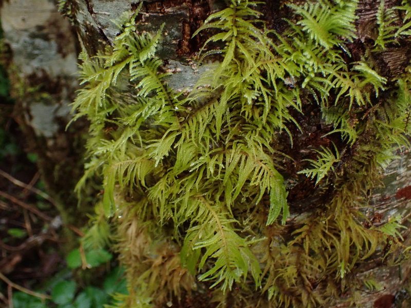 Kindbergia oregana, photographed by Randal