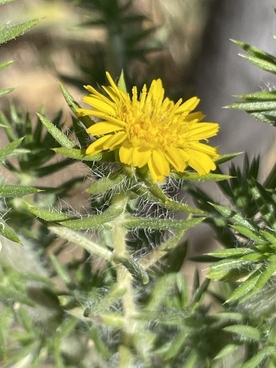 Centromadia pungens, photographed by Sula Vanderplank