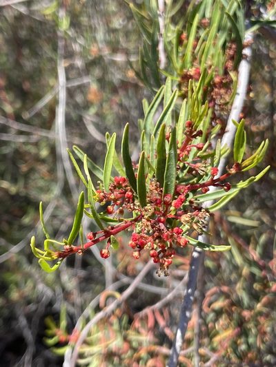 Tetracoccus dioicus, photographed by Sula Vanderplank