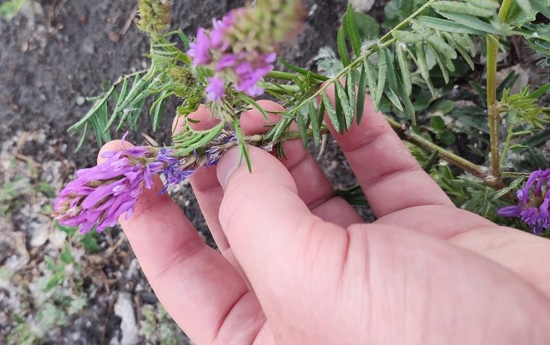 Astragalus onobrychis, photographed by Yurii Basov