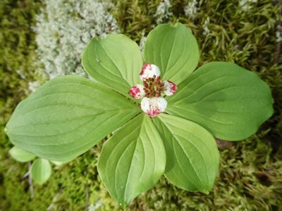 Cornus canadensis, photographed by Bruce Cook