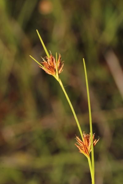 Rhynchospora harperi, photographed by Scott Ward