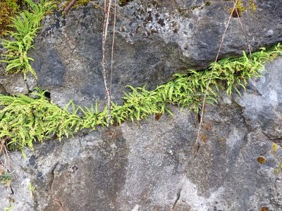 Asplenium trichomanes, photographed by Randal