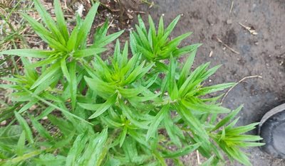 Erigeron canadensis