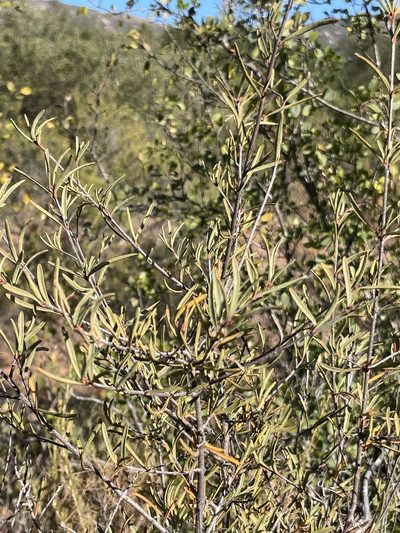 Tetracoccus dioicus, photographed by Sula Vanderplank