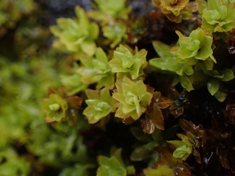 Encalypta procera, photographed by Randal