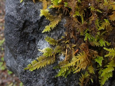 Kindbergia oregana, photographed by Randal