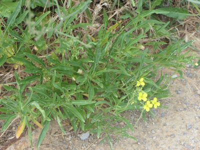 Diplotaxis tenuifolia, photographed by Pete Bradshaw