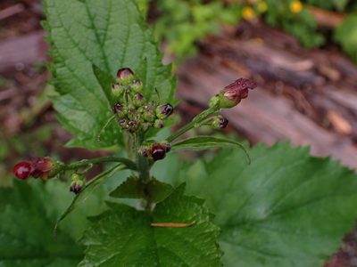 Scrophularia californica