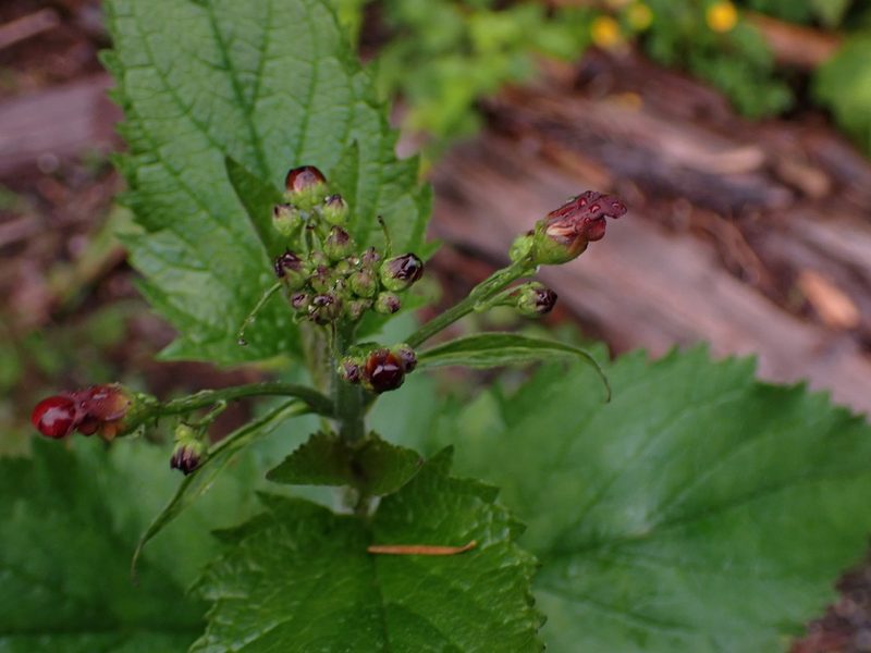 Scrophularia californica, photographed by Randal