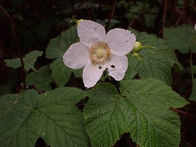 Rubus parviflorus, photographed by Randal