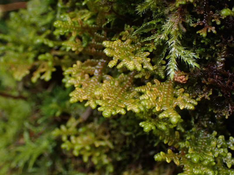 Porella navicularis, photographed by Randal