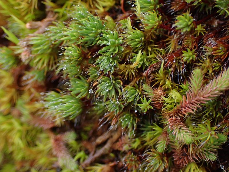 Polytrichum piliferum, photographed by Randal