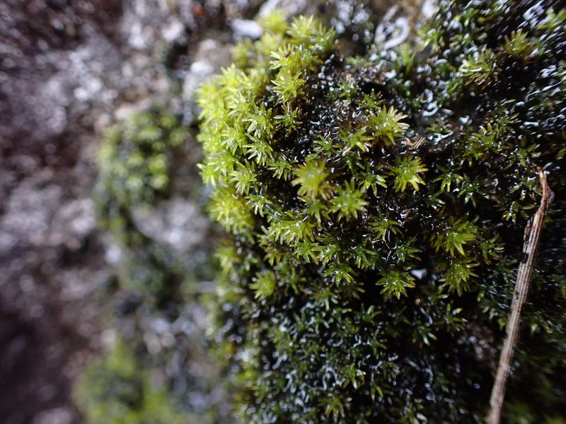 Codriophorus acicularis, photographed by Randal